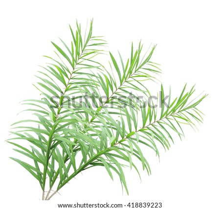 Rattan palm leaves isolated on white background