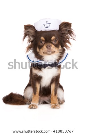adorable chihuahua dog in a sailor costume