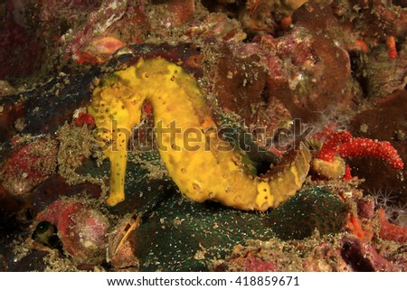 Yellow Tigertail Seahorse