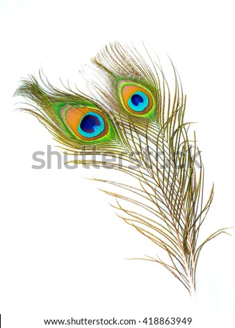 colorful pattern on peacock feather isolated on white background