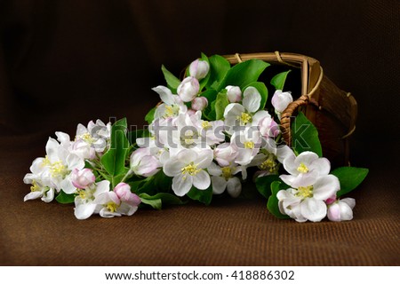 Beautiful blooming apple tree in a wooden basket.Branches with white flowers of apple scattered from the basket.Fresh spring still life on a dark background.Spring beauty.