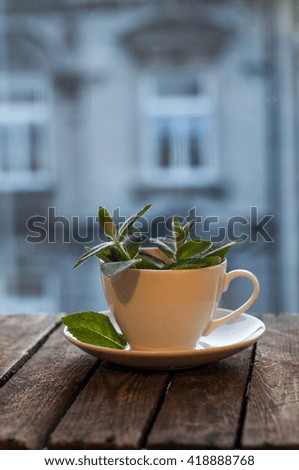 Afternoon mint tea in a white cup on a rustic window still. Old wood. Blue light. Warm, cosy interior light. Town house background. Grained and toned picture, vintage look. Soft focus.