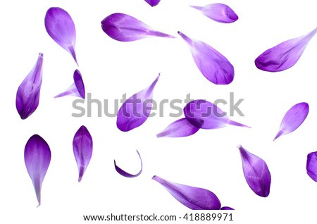 Purple petals isolated on white background, natural pattern. Royalty-Free Stock Photo #418889971
