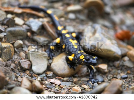 Salamander on the stone