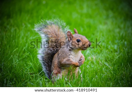 Squirrel standing and asking a nut in Hyde Park, London, UK