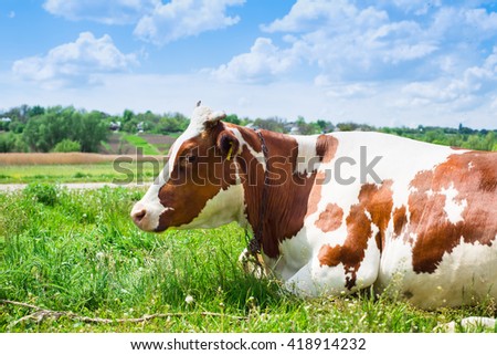 Cow, animal in the farm on the grass. meadow, field, grazing. Mammal cattle in summer on rural green nature on dairy. Landscape with pasture, sky. Farming beef.