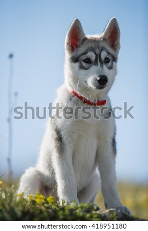 Lovely cheerful gray husky puppy sitting in the grass on a rock against the blue sky.