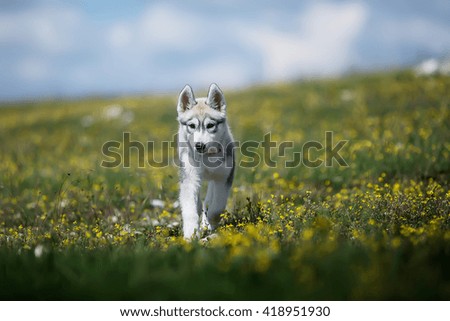 Gray Husky puppy runs through the field with yellow flowers