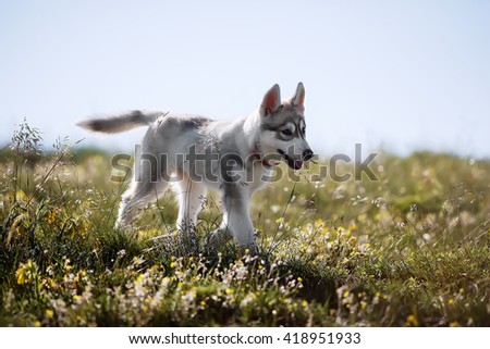 Gray Husky puppy running through the field with yellow flowers against the blue sky