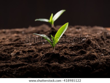 Green young sprouts growing in good brown soil. New life concept