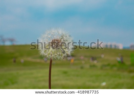 dandelion on the green background and blue sky