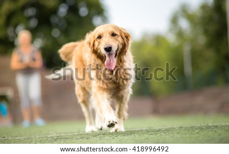 Golden retriever dog walking outdoor
 Royalty-Free Stock Photo #418996492