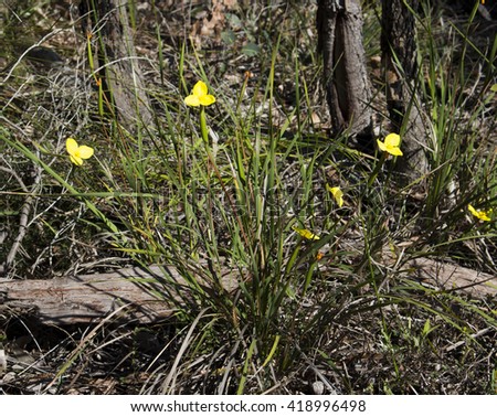 Three petalled brilliant Western Australian wildflowers  Yellow Flags (Patersonia umbrosa var. xanthina) occurs in south-west Western Australia in Crooked Brook National Park in winter and spring.