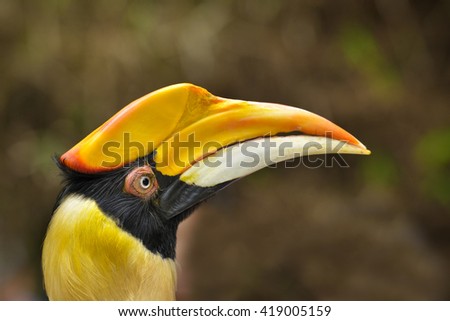 Close up of great hornbill, selective focus.  