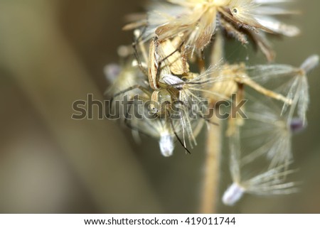 A jumper spider & prey on flower