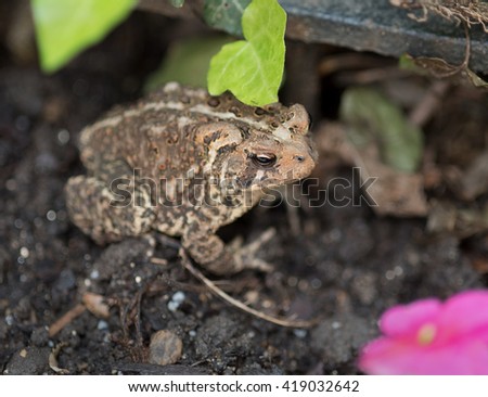 Eastern American Toad in Garden with Focus on Eye