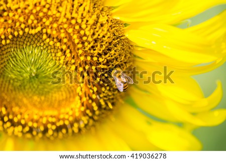 Bumblebee on the sun flower