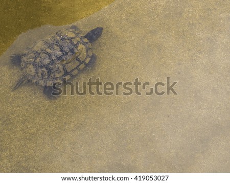 Turtle background