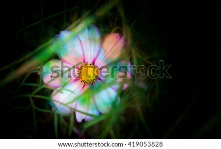 Colorful flower