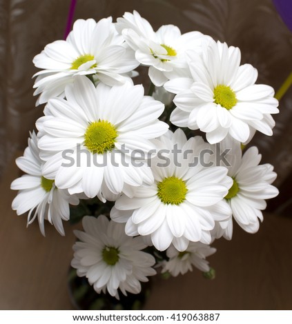 White chrysanthemums. Flowers. Photo.