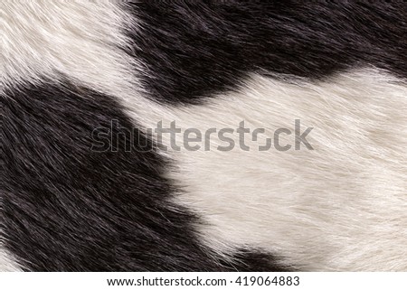 Fur cow leather texture background