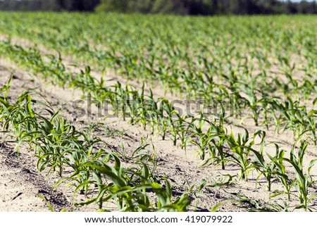   agricultural field on which to grow crops - corn in the spring season