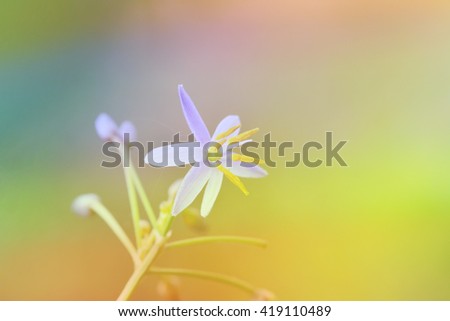 beautiful flower made with color filters for background. Soft focus