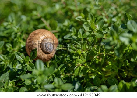 snail on garden