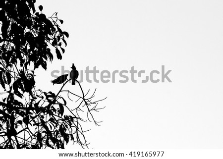 Silhouette couple bird on branch tree 