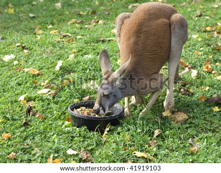 Kangaroo eating food from a black dish on the ground