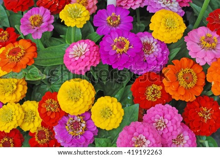 Flowers zinnia  elegans.  Color nature background. Royalty-Free Stock Photo #419192263