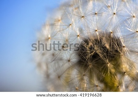 Dreamy dandelion macro close up