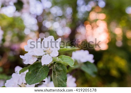 Blossom apple over nature background, spring flowers
