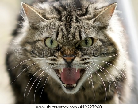 Angry cat closeup. The cat growls. Royalty-Free Stock Photo #419227960