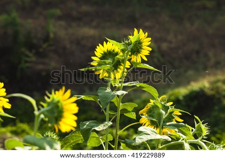 sunflower in garden on the scenery morning.