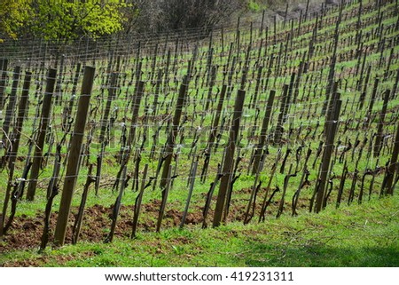 vineyard in the spring