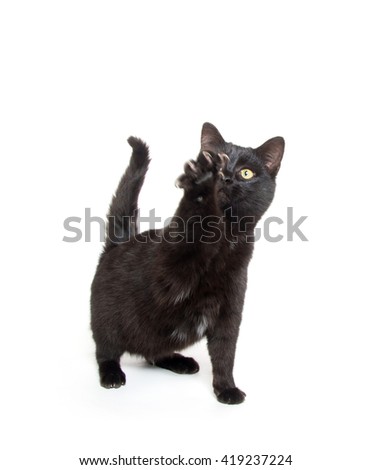 cute black baby kitten swinging its paw isolated on white background