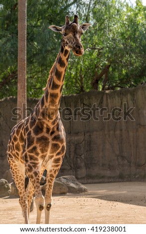 Giraffe in Melbourne Zoo, Attraction in Melbourne, Victoria, Australia. The giraffe is an African even-toed ungulate mammal, the tallest living terrestrial animal and the largest ruminant.  