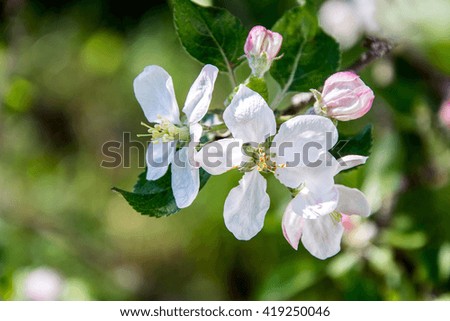 Spring blossom: branch of a blossoming apple tree on garden background / Blooming apple tree in spring time / new beautiful nature flowers / sakura day background