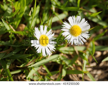 This beautiful white wildflowers,