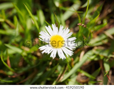 This beautiful white wildflowers,