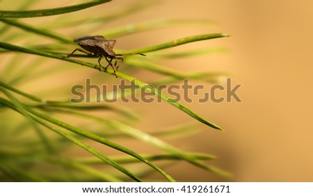 Bedbug on needles of pine