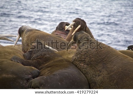 walrus crowded on the shore