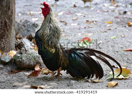 Chicken may be the food of the people.But for Thailand it is tame and cute pet.