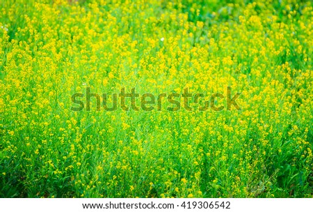Grass with yellow flowers, soft focus .