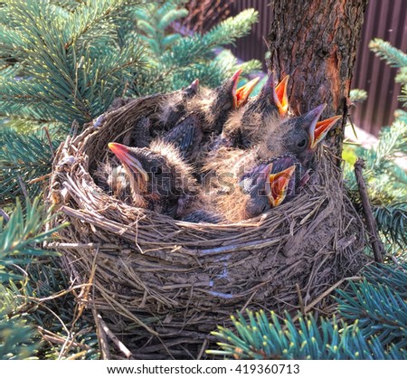 Small birds in the nest, baby birds in nest, chicks in nest, birds with opened beaks, hidden nest with chicks in forest, bird nest picture, hungry birds in nest, blind baby birds, hungry baby animal