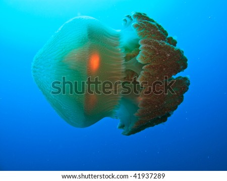 Box jellyfish on Great Barrier Reef Australia Royalty-Free Stock Photo #41937289