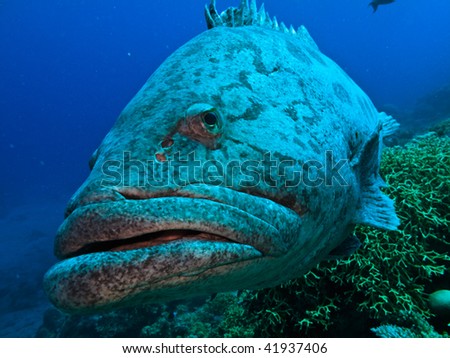 Giant Potato cod (Epinephelus tukula) Great Barrier Reef Australia Royalty-Free Stock Photo #41937406