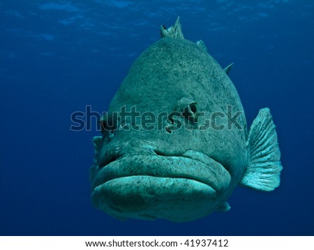 Giant Potato cod (Epinephelus tukula) Great Barrier Reef Australia