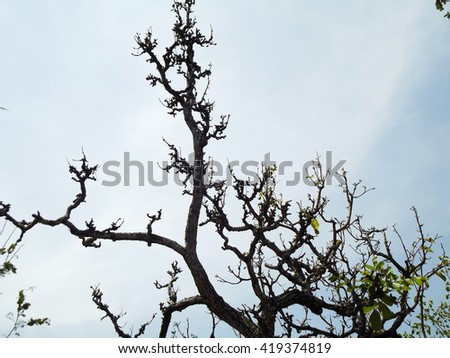 nature tree branch sky clouds blue green leaf